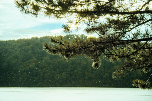 Sunlight through pine trees over a misty lake, representing the Nordic botanical inspiration for That Green Store.