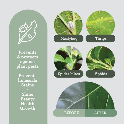 Generosa non-clogging leaf care treatment for healthy photosynthesis