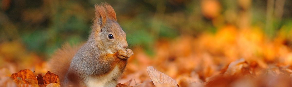 A friendly red squirrel sitting among golden autumn leaves, representing natural, eco-luxury skincare and daily essentials at That Green Store