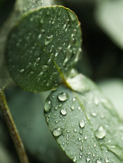 Fresh aloe vera leaf with dew drops representing natural hydration in KVIST deodoran