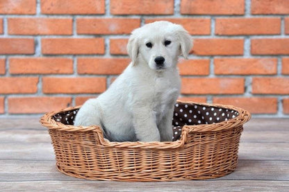 Natural Wicker Dog Bed Poppy With Cushion, 75x57 cm