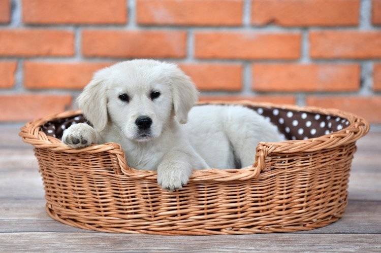 Esmira Natural Wicker Dog Bed With Polka Dot Cushion, 65x43 cm